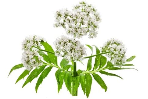 Cardiol conține Valerian officinalis